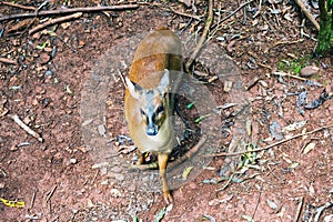 Wild Deer at Iguazu National Park in Misiones Province