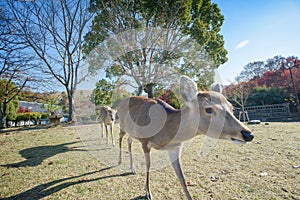 Wild deer in Kasuga Grand Shrine, Kasuga Taisha. Next to Todaiji Temple.