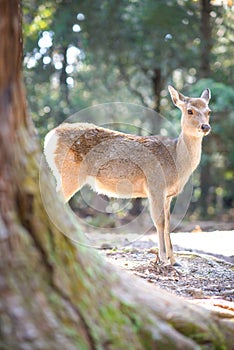 Wild deer in Kasuga Grand Shrine, Kasuga Taisha. Next to Todaiji Temple.