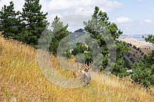Wild deer large buck on Mount Sanitas Trail Colorado photo
