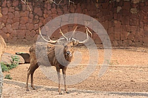 Wild deer with long horns