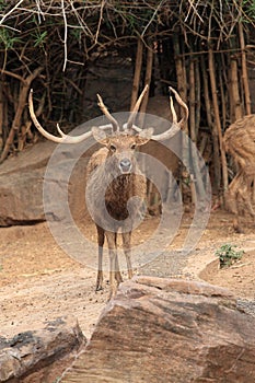 Wild deer with long horns
