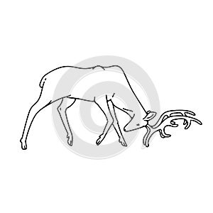 Wild deer male buck with branched horns attack butt view profile vector outline black white sketch illustration.