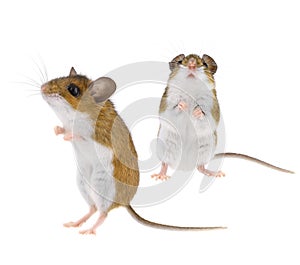 Wild Deer Mice - Peromyscus