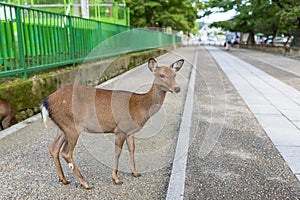 Wild deer in Nara park