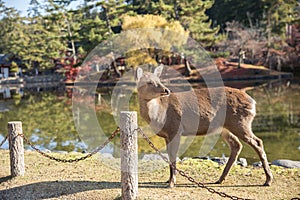 Wild Deer in Nara Park popular travel location in Kansai region of Japan