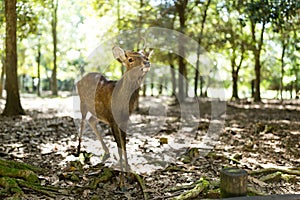 Wild deer in Nara park with sunlgiht