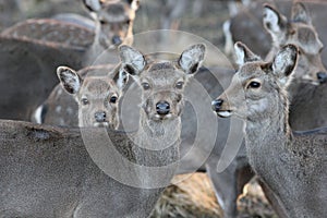 Wild Deer in Natural Habitat