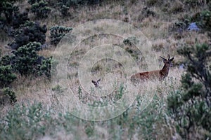 Wild Deer in New Zealand