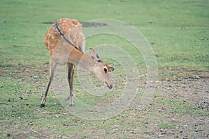 Wild deer in the park and Kasuga Shrine in Nara, Japan