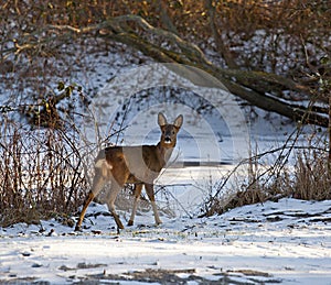 Wild deer in snow.