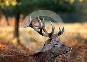 Wild Deer Stag Antlers, Warm Morning Colours