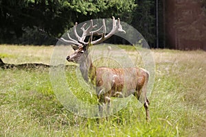 Wild deer stag standing calmly on meadow. Male Red Deer. Mature Red Deer Stag