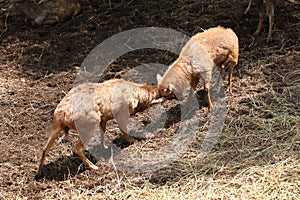 Wild deer were fighting to wrest area.