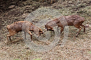 Wild deer were fighting to wrest area.