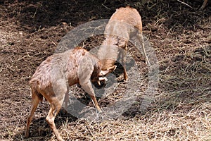 Wild deer were fighting to wrest area.