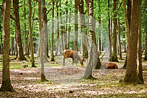 Wild deers in mixed pine and deciduous forest