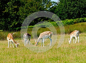 Wild deers in a Kentish park  - England