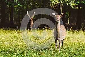 Wild deers pair in Jaegersborg park, Copenhagen.