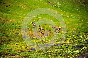 Wild deers running at alpine meadows at Caucasus mountains.