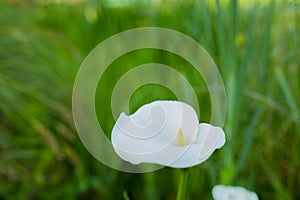 Wild delicate white calla lily flower with yellow stamen