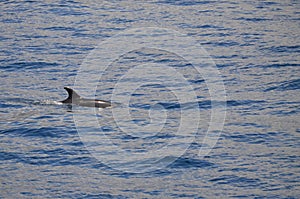 Wild delphins near Tenerife swimming