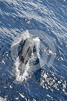 Wild delphins near Tenerife swimming