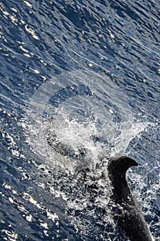 Wild delphins near Tenerife swimming