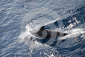 Wild delphins near Tenerife swimming