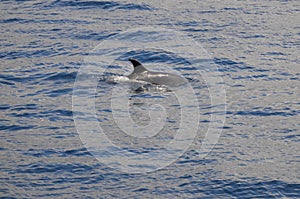 Wild delphins near Tenerife swimming