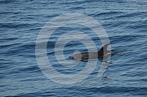 Wild delphins near Tenerife swimming