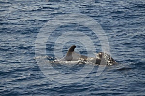 Wild delphins near Tenerife swimming