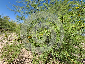 WILD Desert  Acacia Tree Bush Yellow Blossoms  Flowers  Native Plant  Foliage Nature Scene