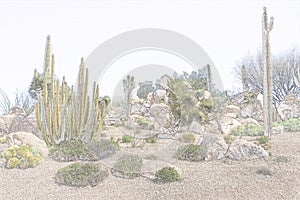 Wild Desert Cactus and Boulders Sketch