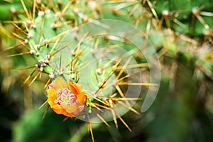 wild desert cactus flower blooming green garden