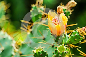 wild desert cactus flower bloom green garden