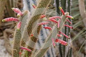 Wild desert cactus flower or cacti bloom