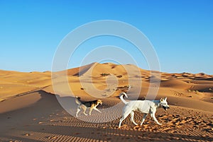 Wild desert dogs in the Sahara.