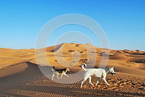 Wild desert dogs in the Sahara. photo