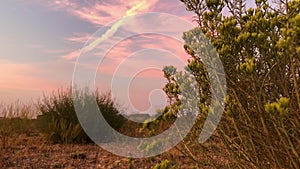 Wild Desert Plant Sunset  