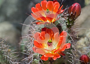 Wild desert spring bloom cactus flowers