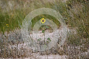 A wild desert sunflower in Alberta`s Dinosaur Provincial Park