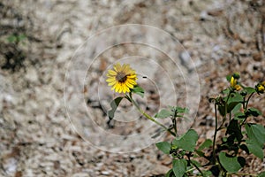 A wild desert sunflower in Alberta`s Dinosaur Provincial Park