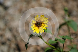 A wild desert sunflower in Alberta`s Dinosaur Provincial Park