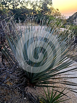 Wild Desert  Thin Leaf Needle Cactus  Plant  Foliage Nature  Vegatation  Photography photo