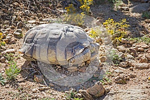 Wild Desert Tortoise or Gopherus agassizii photo