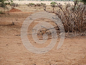 Wild Dik dik, Safari Tarangiri - Ngorongoro in Africa