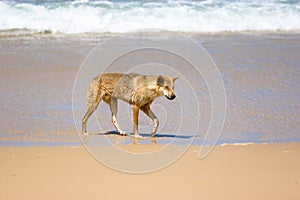 Wild Dingo on Beach