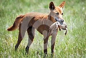 Wild dingo with bearded dragon in Sturt Desert