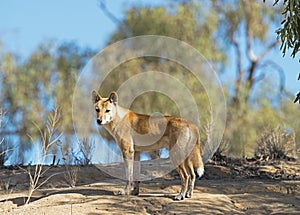 Wild Dingo in the far outback of  Australia